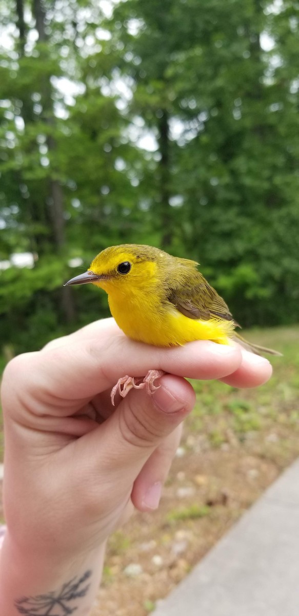 Hooded Warbler - ML618035864