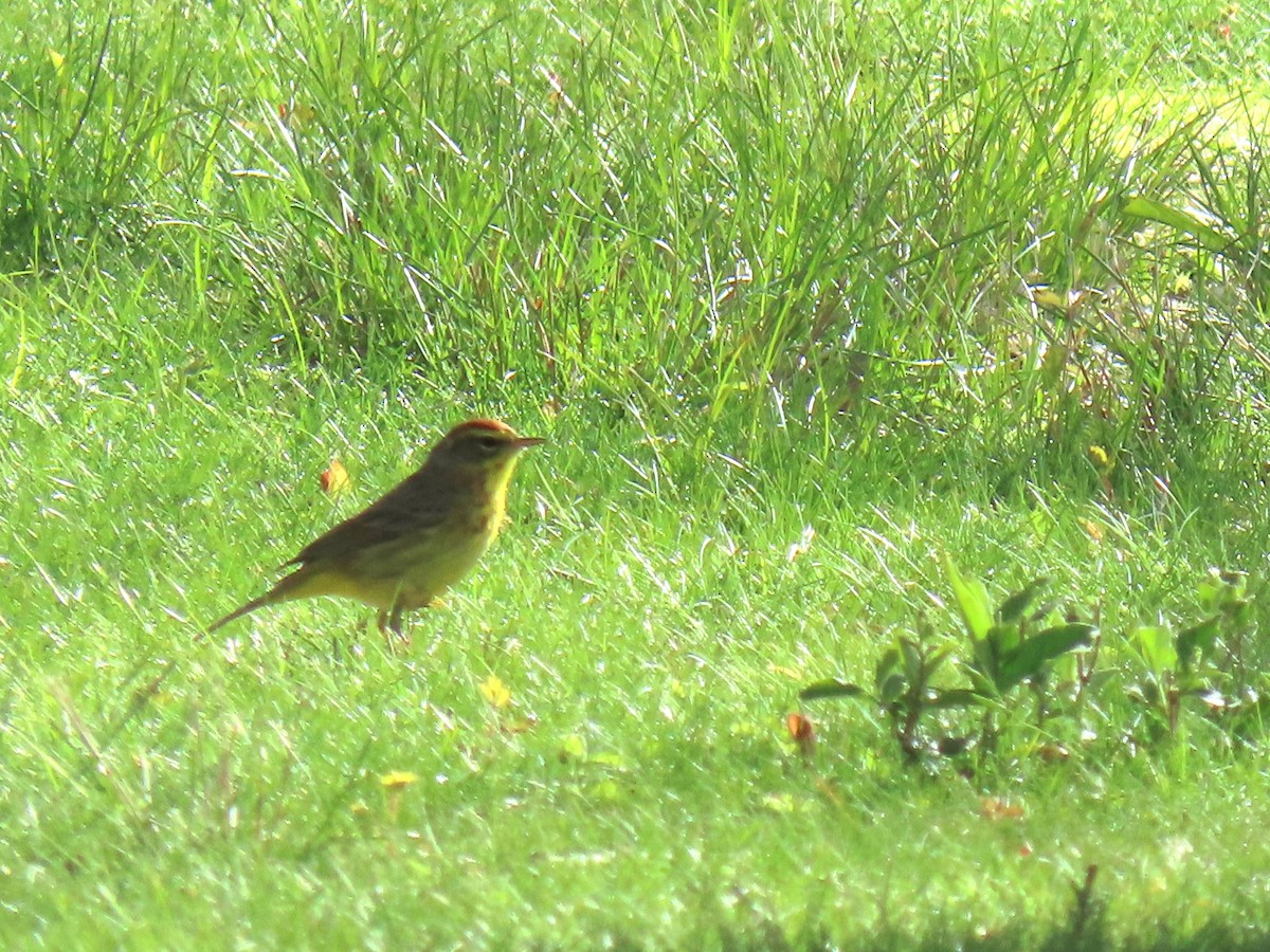 Paruline à couronne rousse - ML618035881