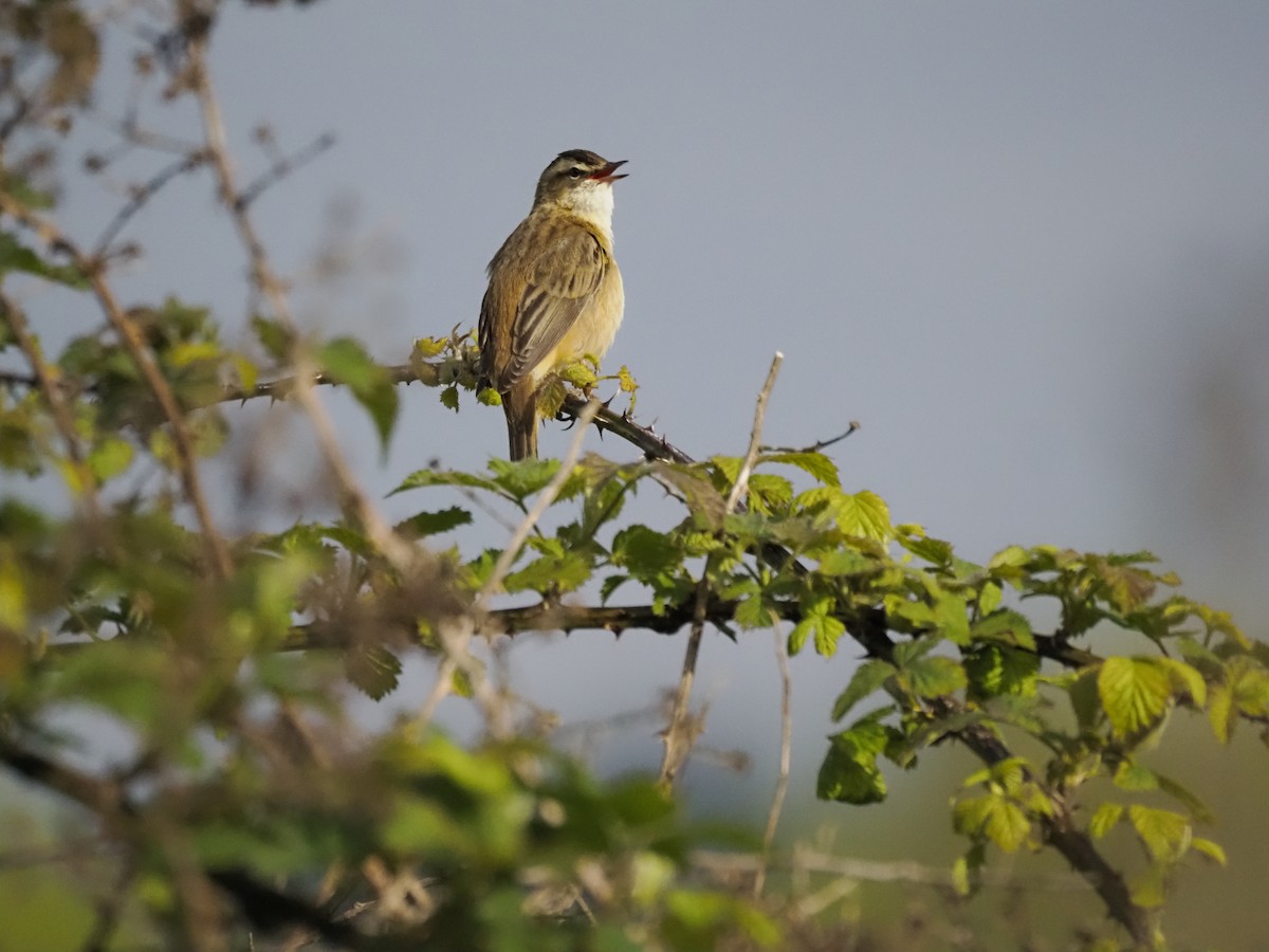 Sedge Warbler - Colin Smith