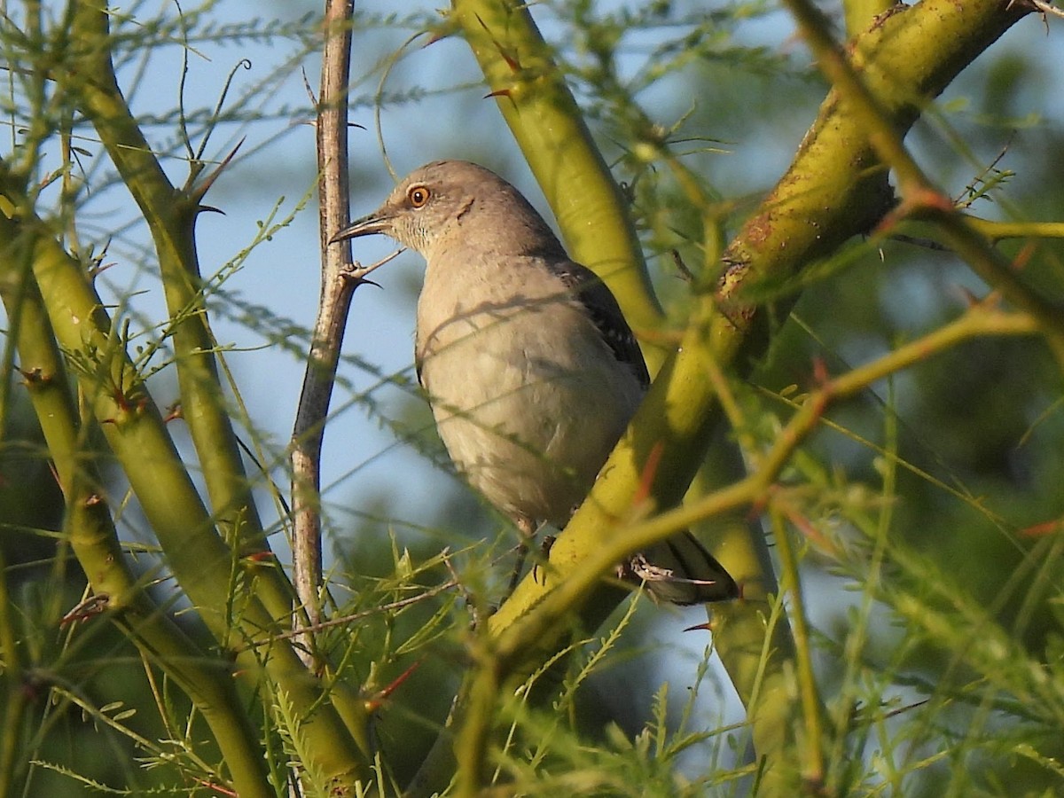 Northern Mockingbird - ML618035892