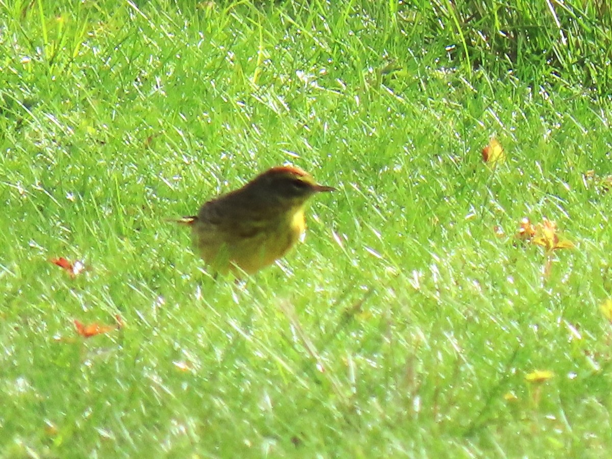 Palm Warbler - ML618035899