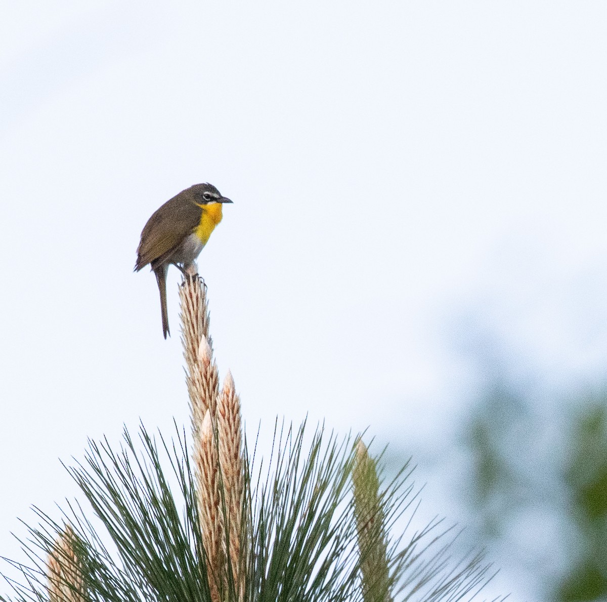 Yellow-breasted Chat - Jack Bruce