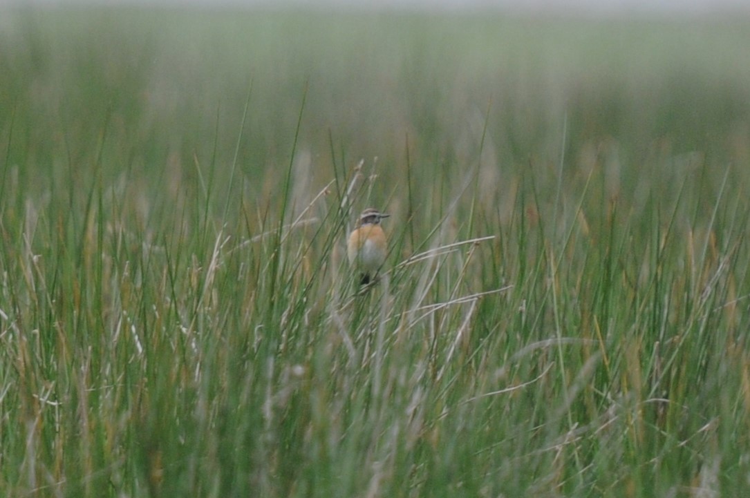 Whinchat - Andy Collyer