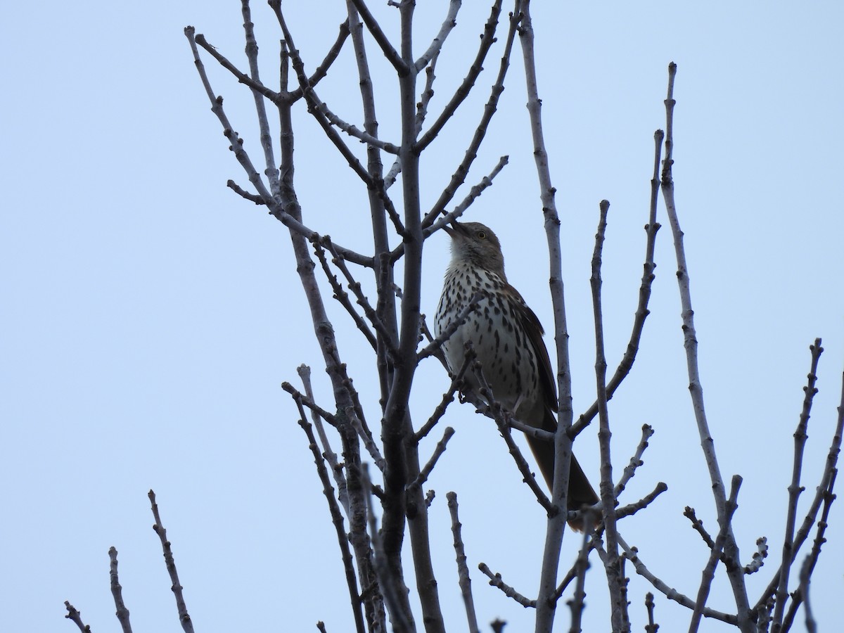 Brown Thrasher - Annie Shao