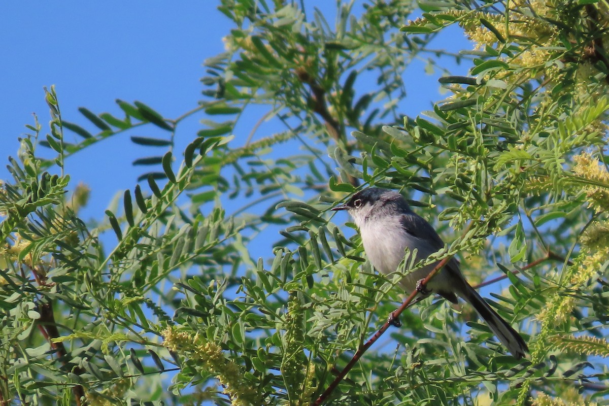 Black-tailed Gnatcatcher - ML618035962