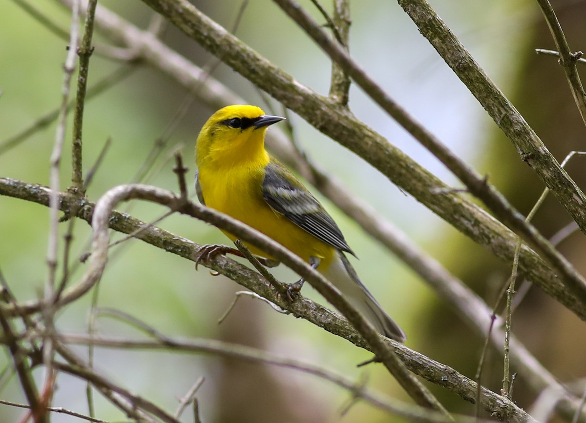 Blue-winged Warbler - Debbie Parker