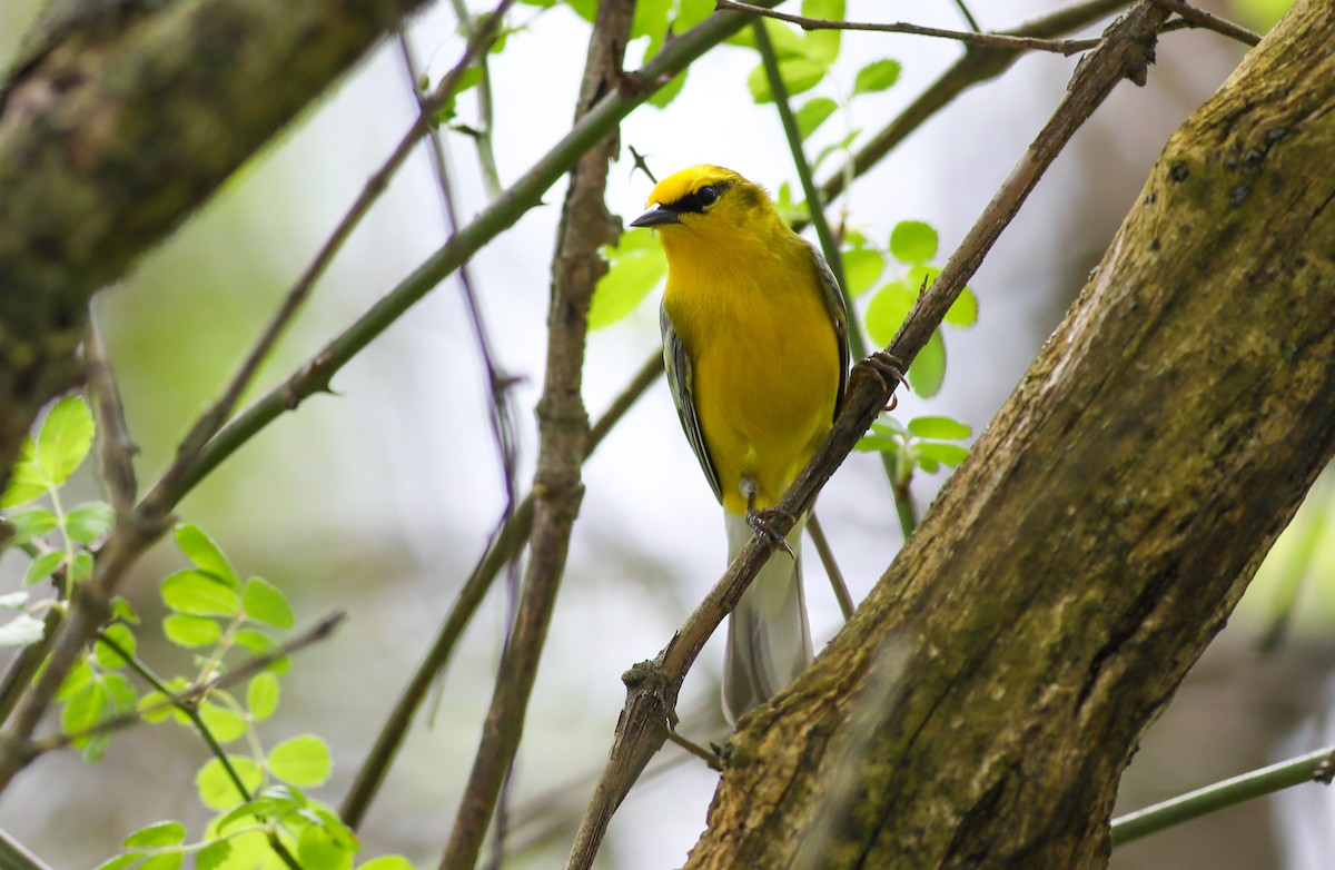 Blue-winged Warbler - Debbie Parker