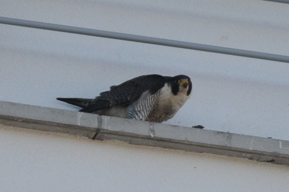 Peregrine Falcon - ML618036002