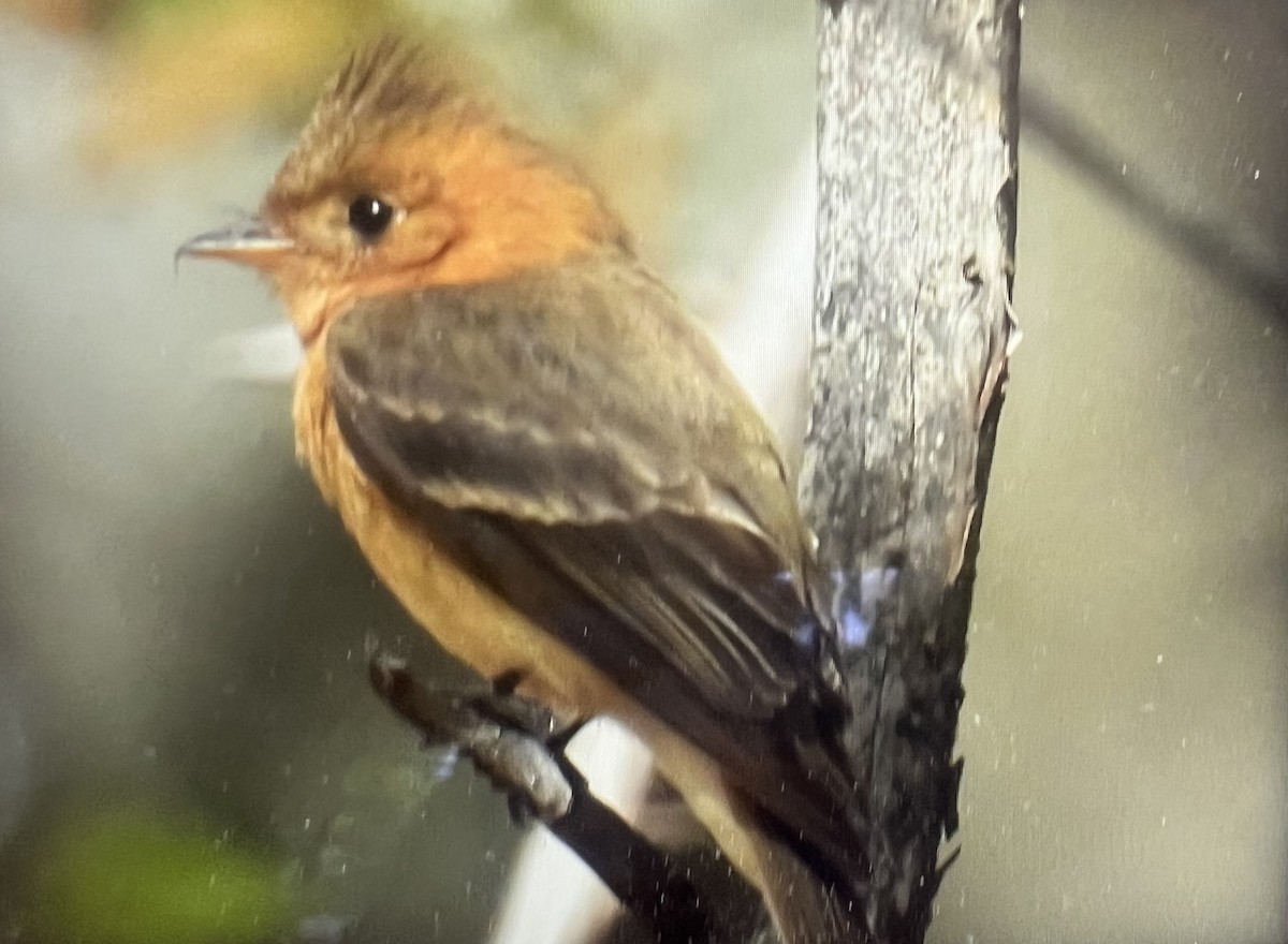 Tufted Flycatcher - ML618036007