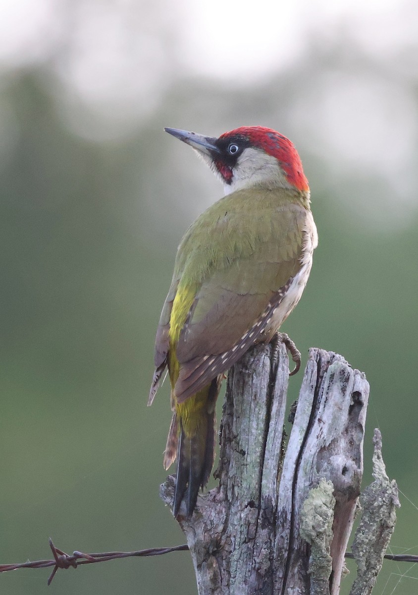 Eurasian Green Woodpecker - Mileta Čeković