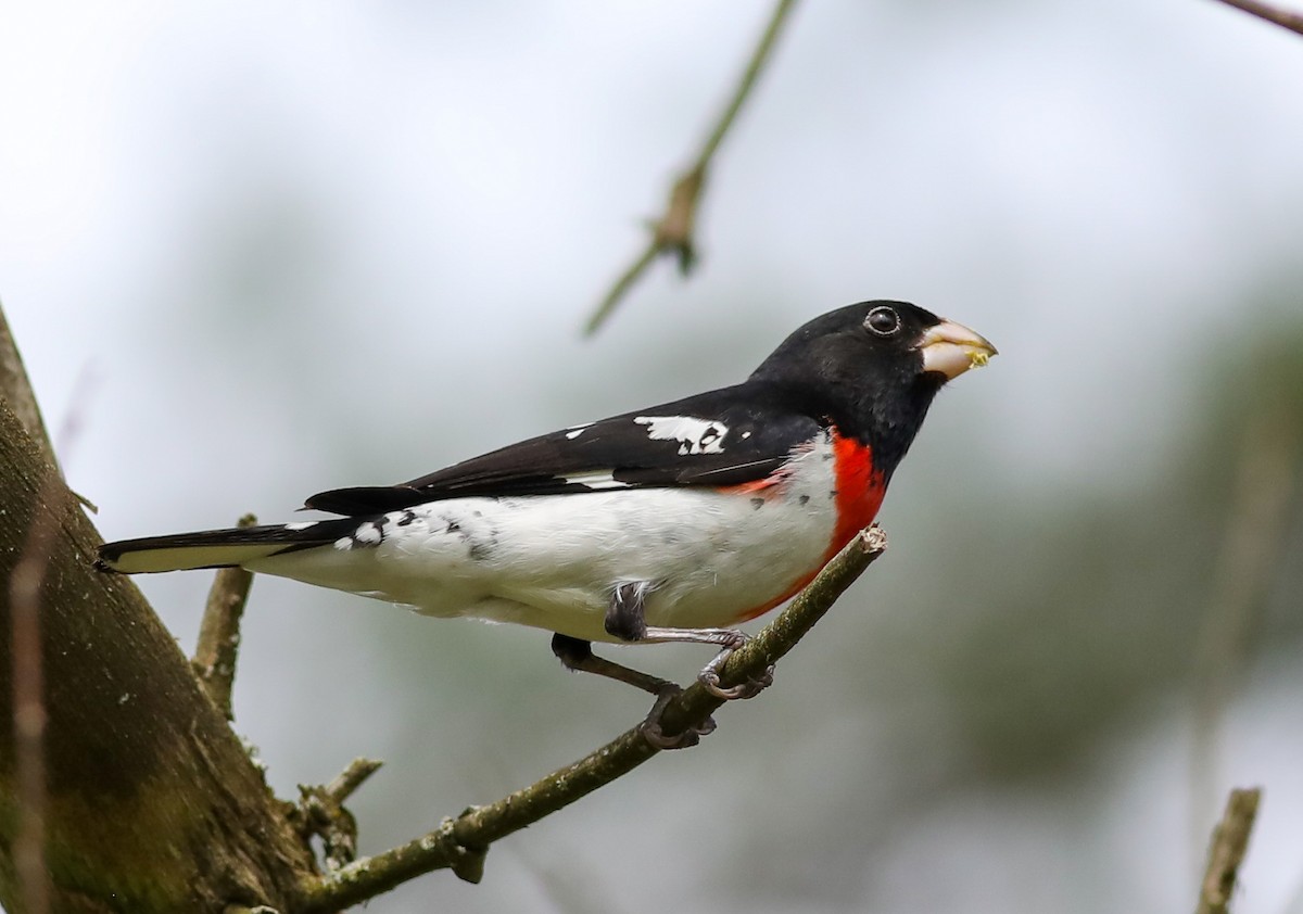 Rose-breasted Grosbeak - Debbie Parker