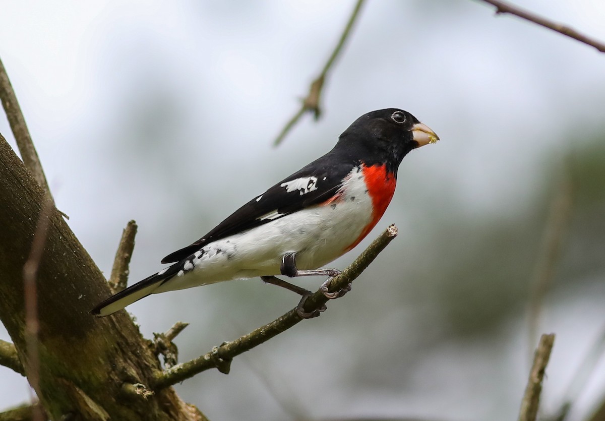 Rose-breasted Grosbeak - Debbie Parker