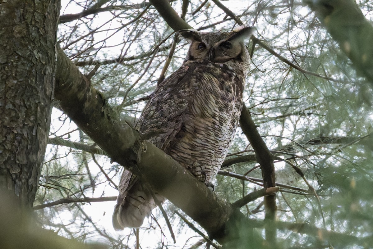 Great Horned Owl - David Eberly