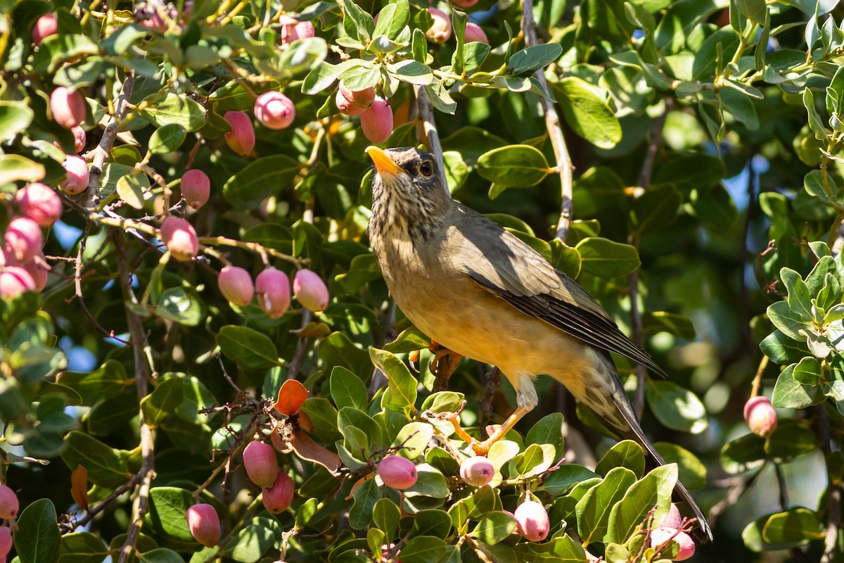 Austral Thrush (Magellan) - Ariel Cabrera Foix