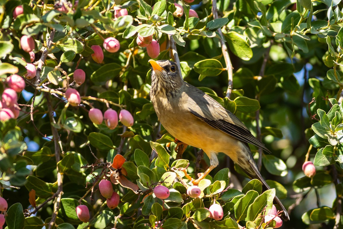 Austral Thrush (Magellan) - ML618036105