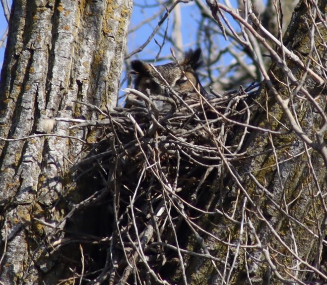 Great Horned Owl - ML618036117