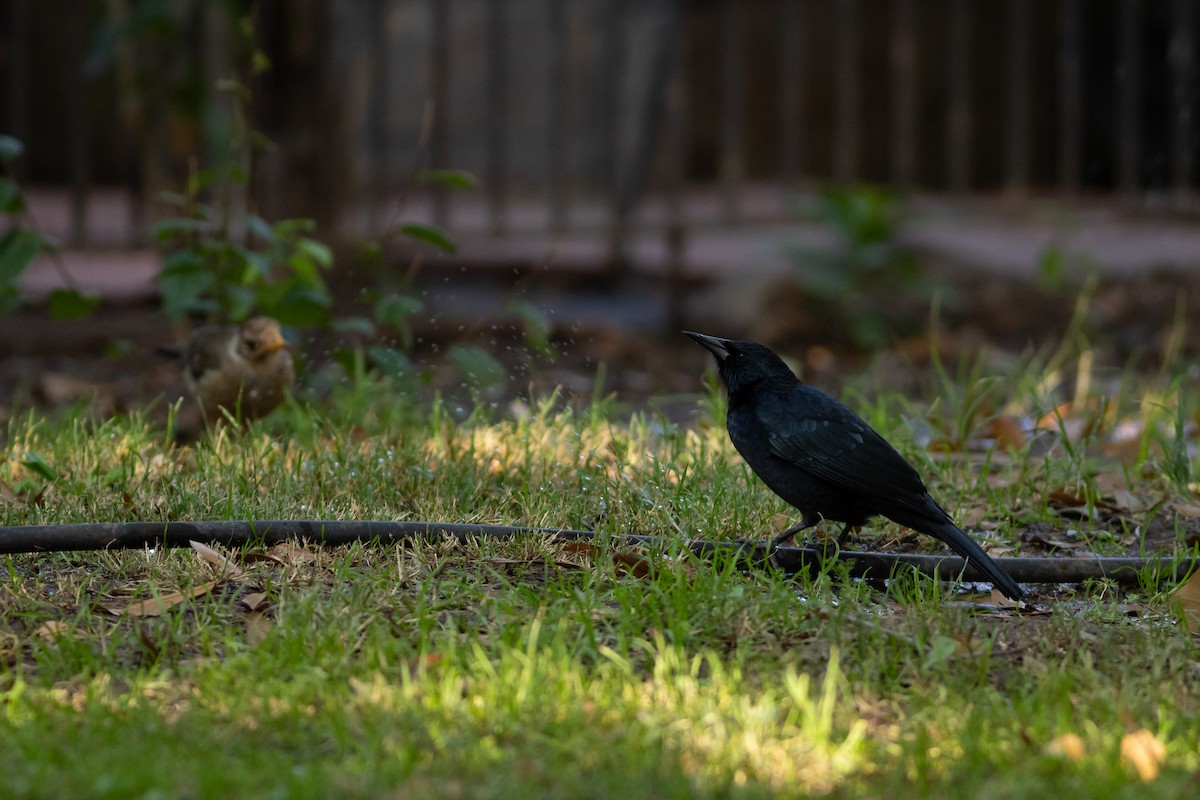 Austral Blackbird - ML618036119