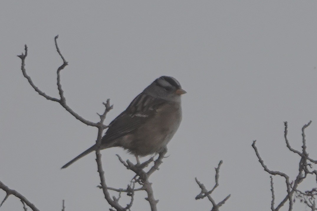 Bruant à couronne blanche - ML618036120