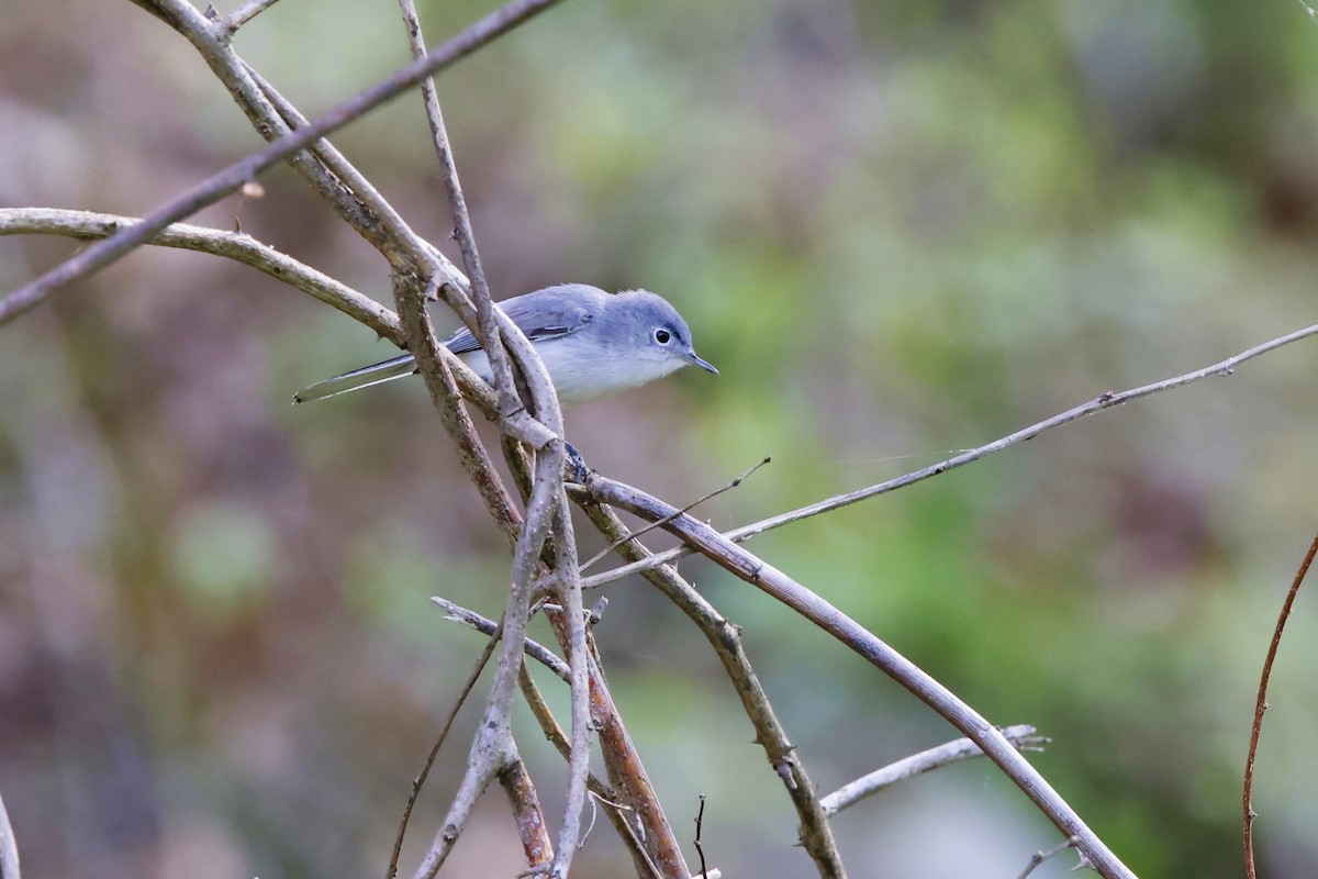 Blue-gray Gnatcatcher - David Mayle