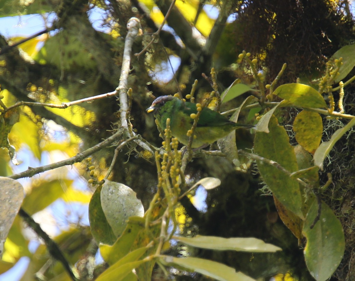 Chestnut-breasted Chlorophonia - ML618036151