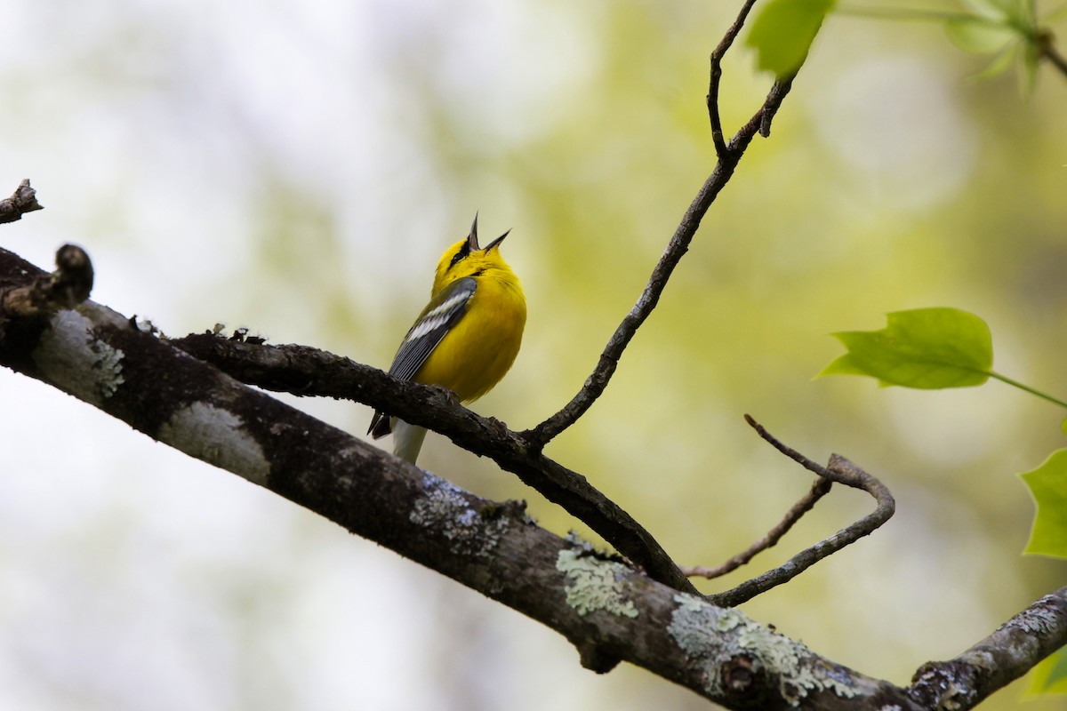 Blue-winged Warbler - David Mayle