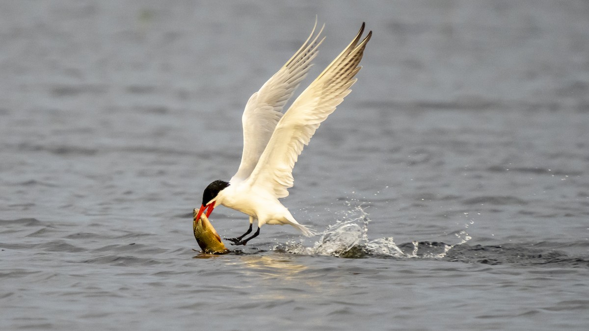 Caspian Tern - ML618036166