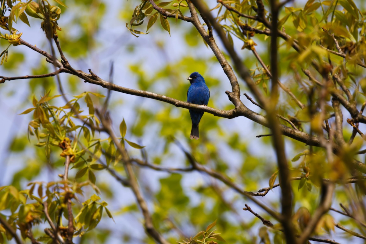 Indigo Bunting - David Mayle