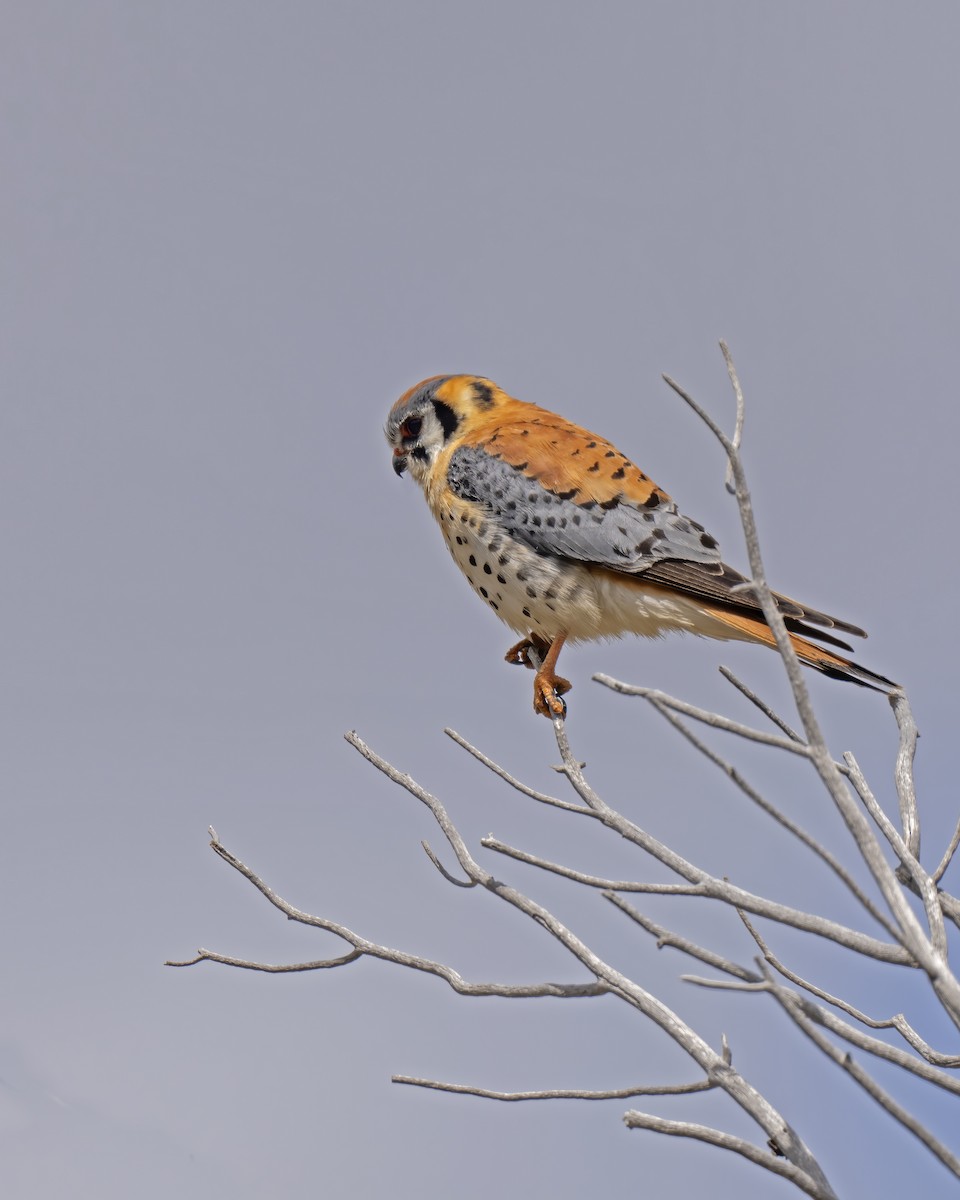 American Kestrel - Don Getty