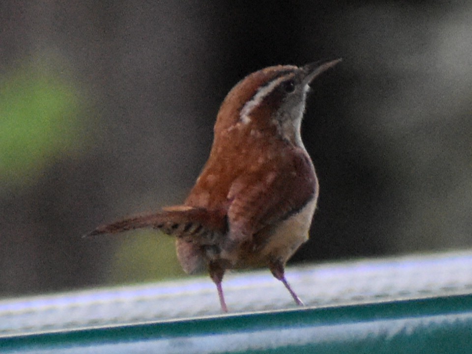 Carolina Wren - ML618036179