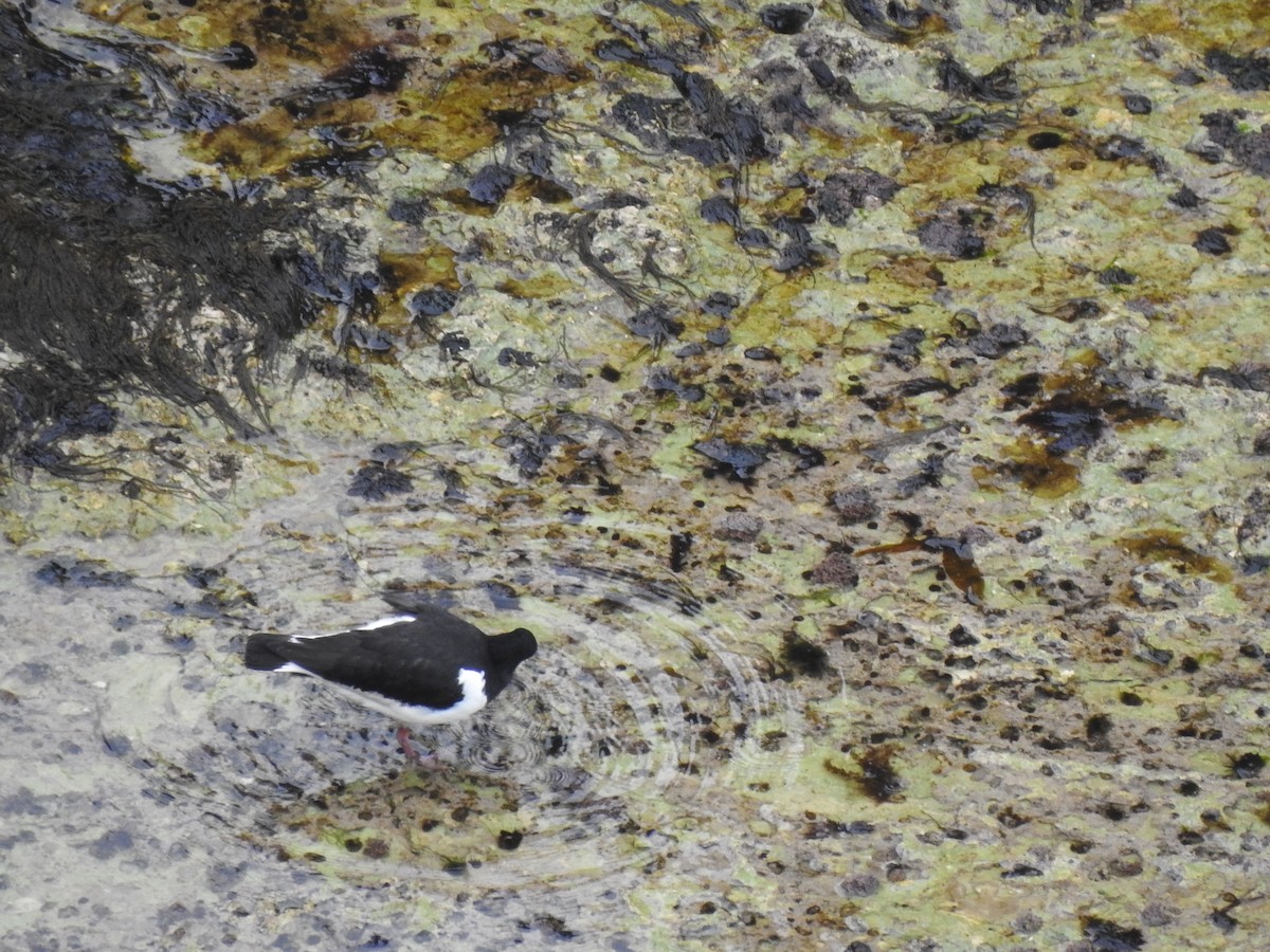 Eurasian Oystercatcher - ML618036183