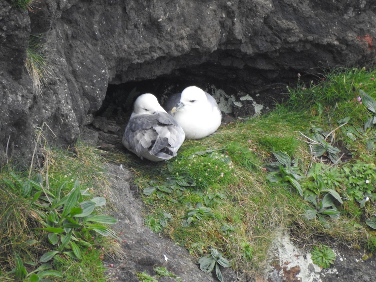 Northern Fulmar - ML618036189