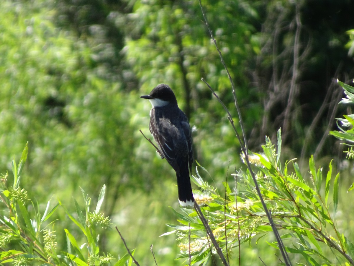 Eastern Kingbird - ML61803621