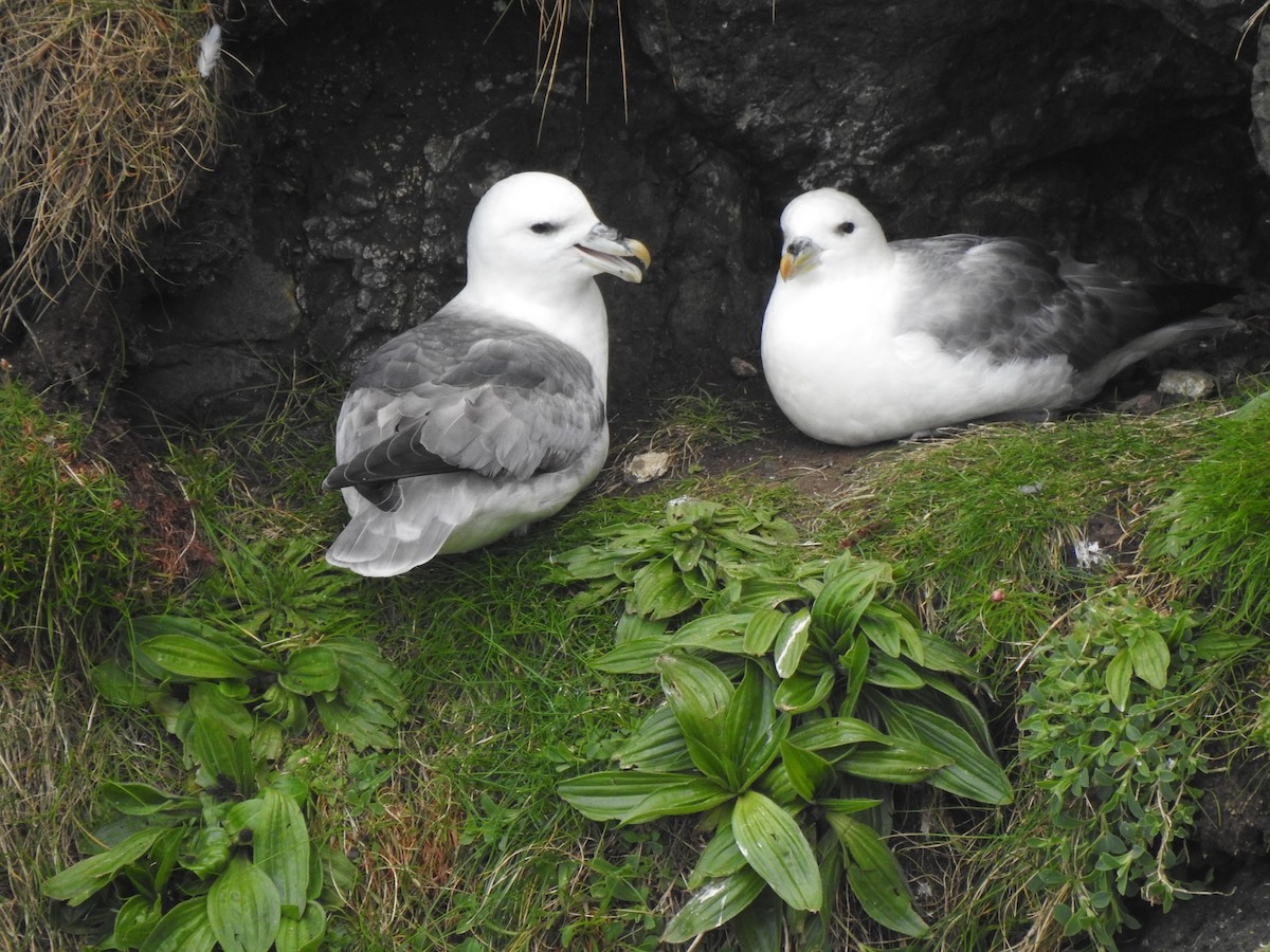 Northern Fulmar - ML618036215
