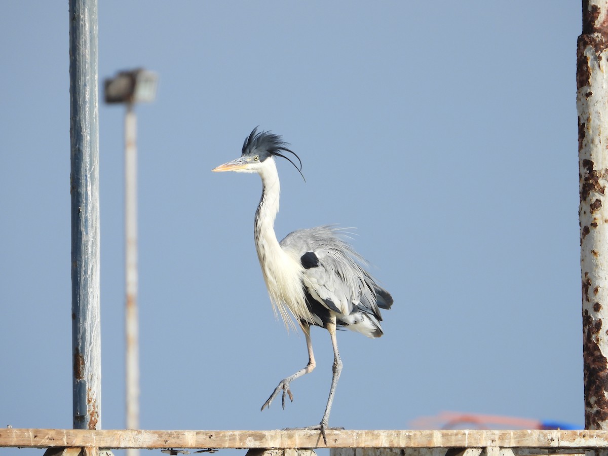 Cocoi Heron - Charly Moreno Taucare