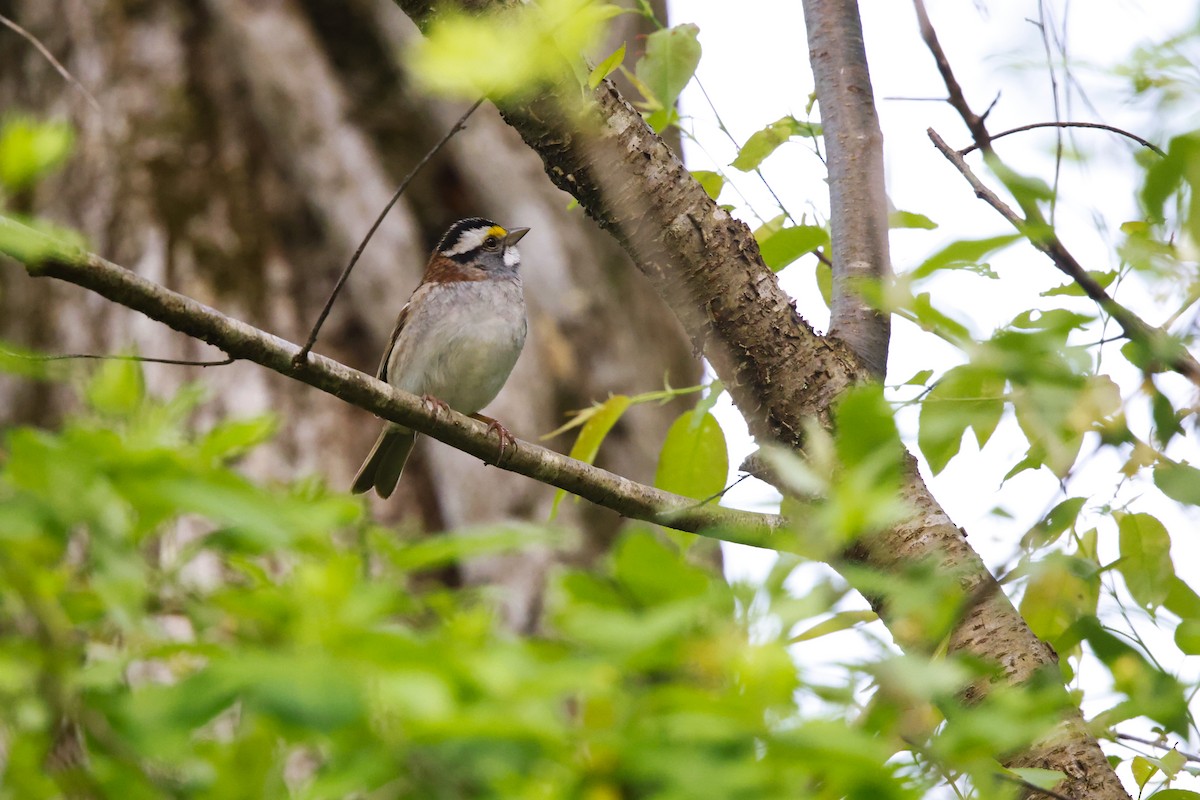 White-throated Sparrow - David Mayle