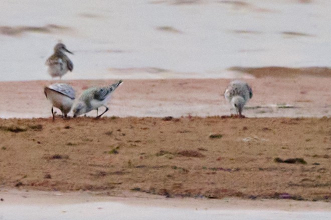 Bécasseau sanderling - ML618036235