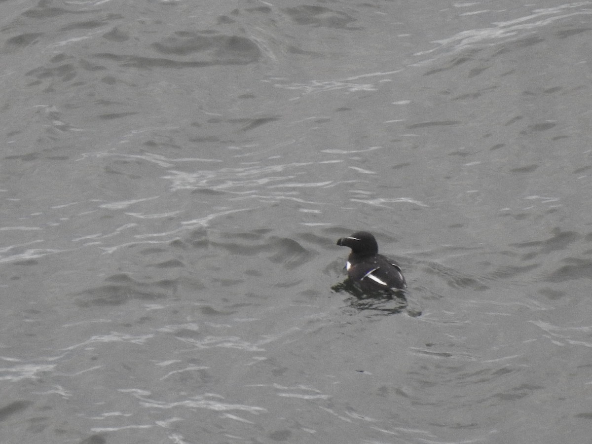 Razorbill - ML618036245