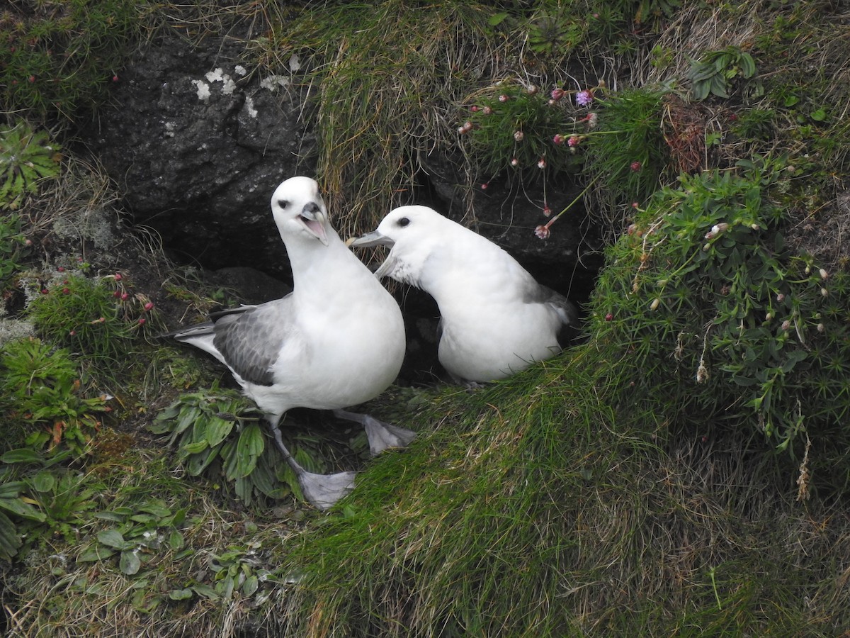 Northern Fulmar - ML618036263