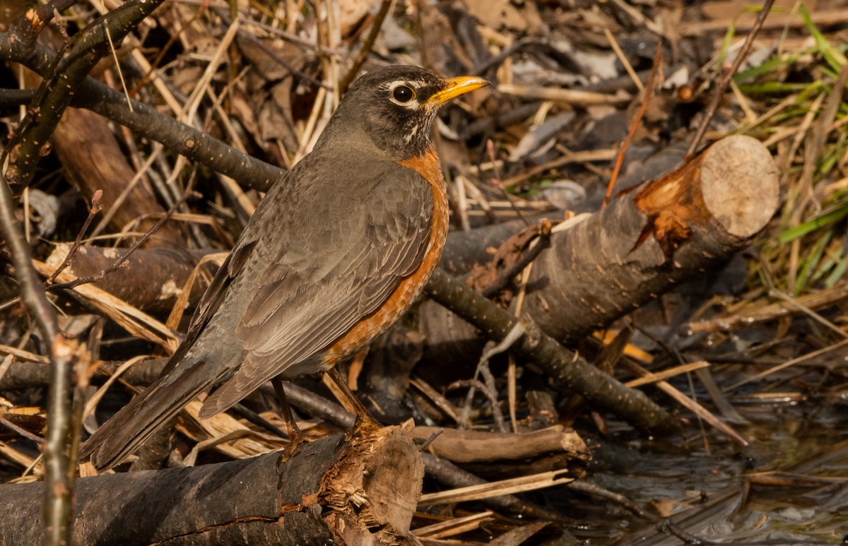 American Robin - ML618036267