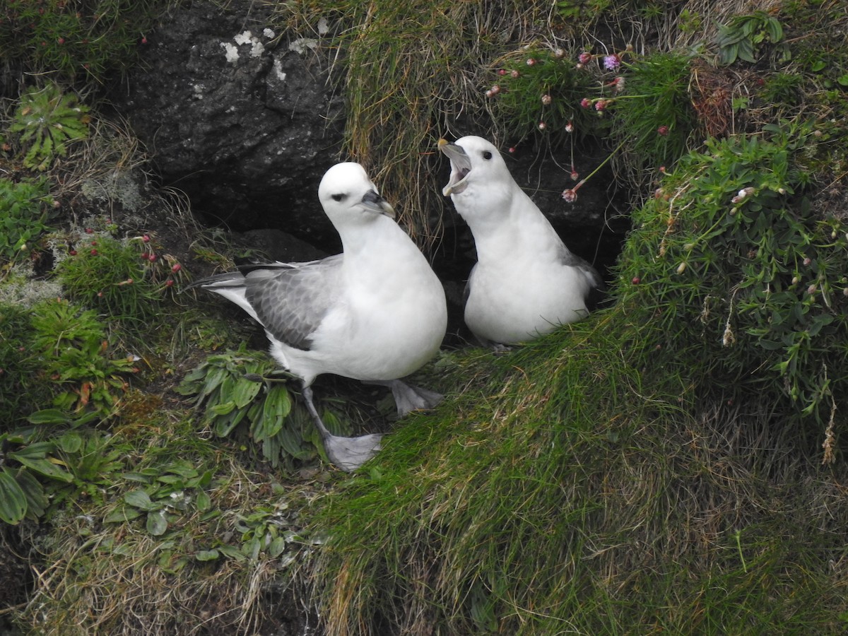 Northern Fulmar - ML618036268