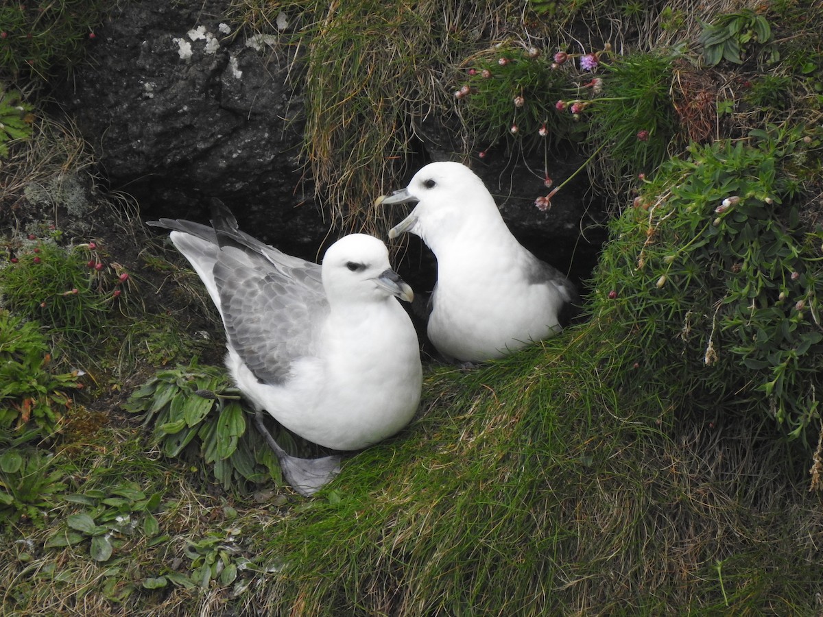 Northern Fulmar - ML618036272