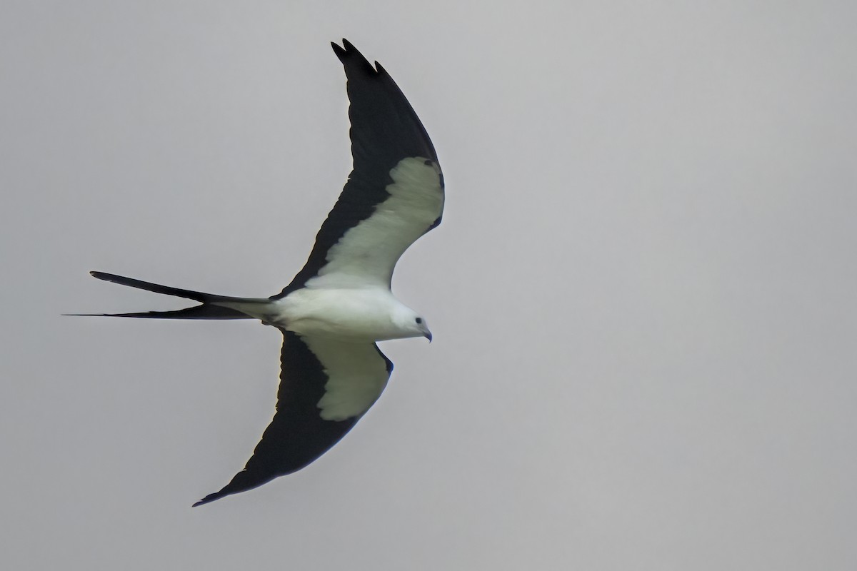Swallow-tailed Kite - Steve & Betty Arthur