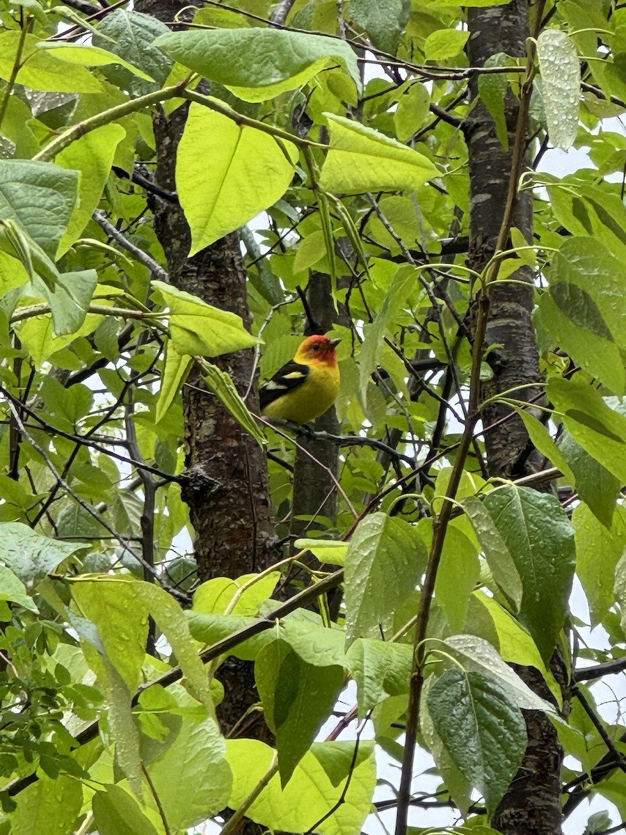 Western Tanager - Kristen Hannon