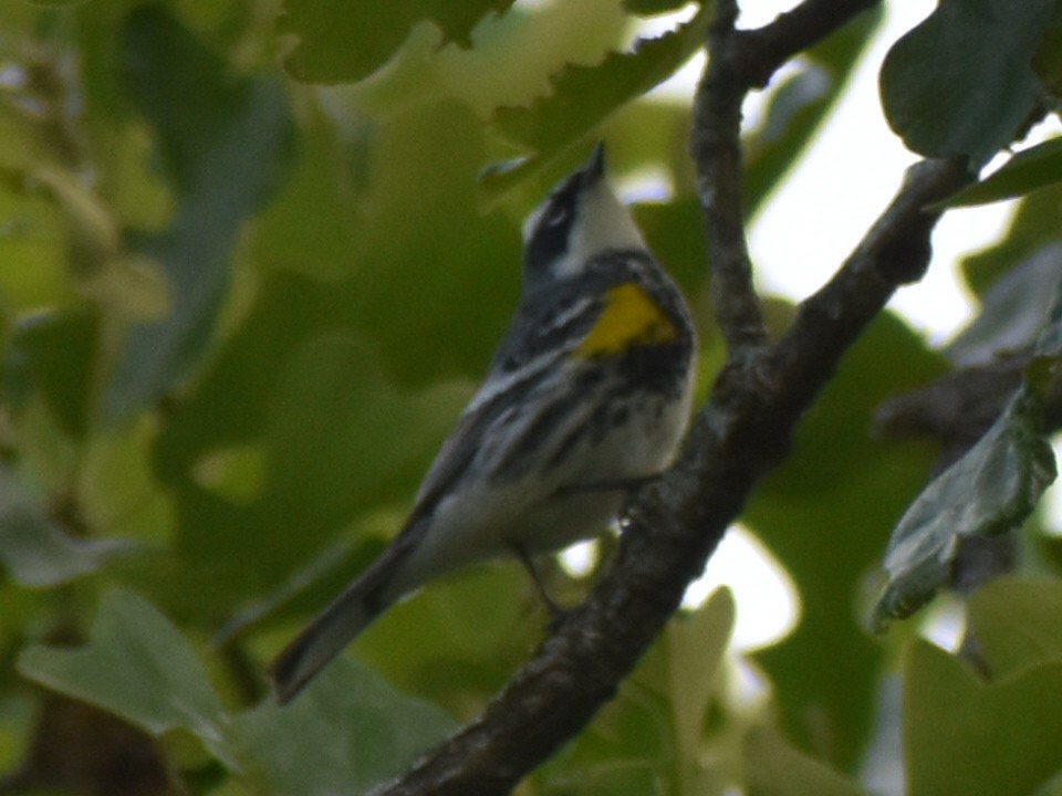 Yellow-rumped Warbler - ML618036381