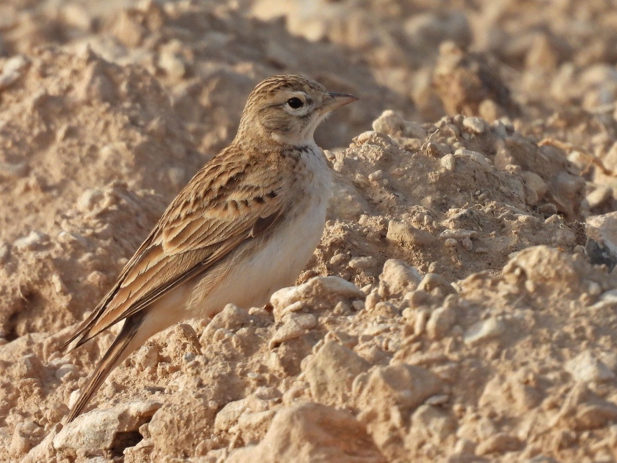 Greater Short-toed Lark - ML618036384