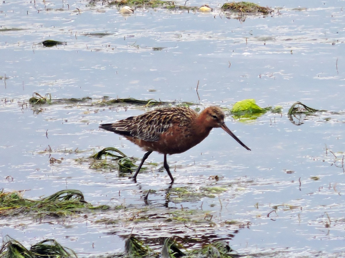 Bar-tailed Godwit - ML618036390