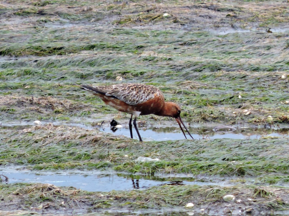 Bar-tailed Godwit - ML618036392