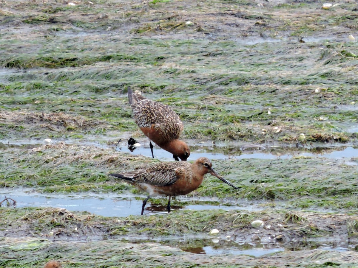 Bar-tailed Godwit - ML618036393