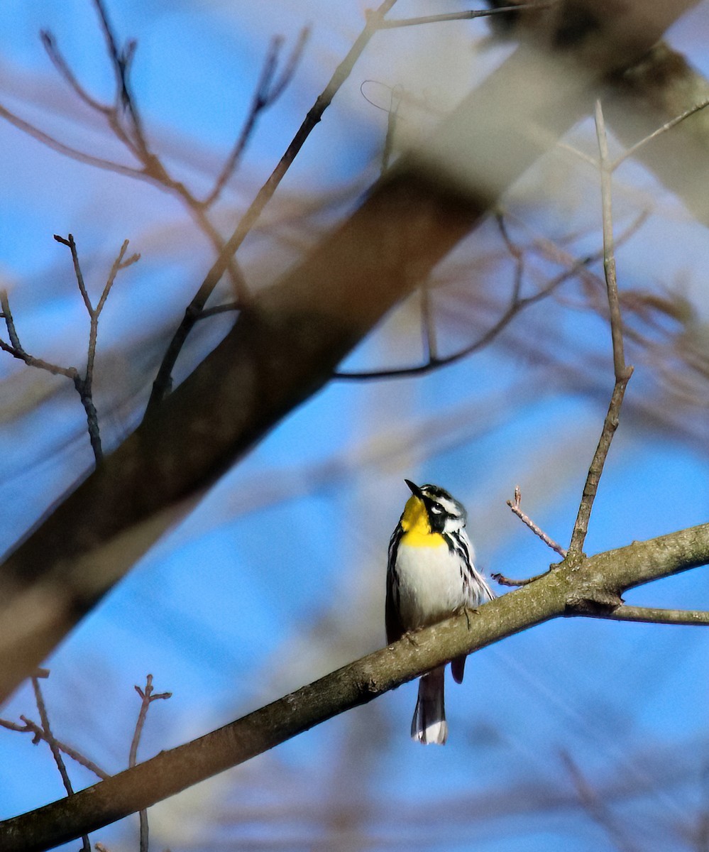 Yellow-throated Warbler - ML618036428