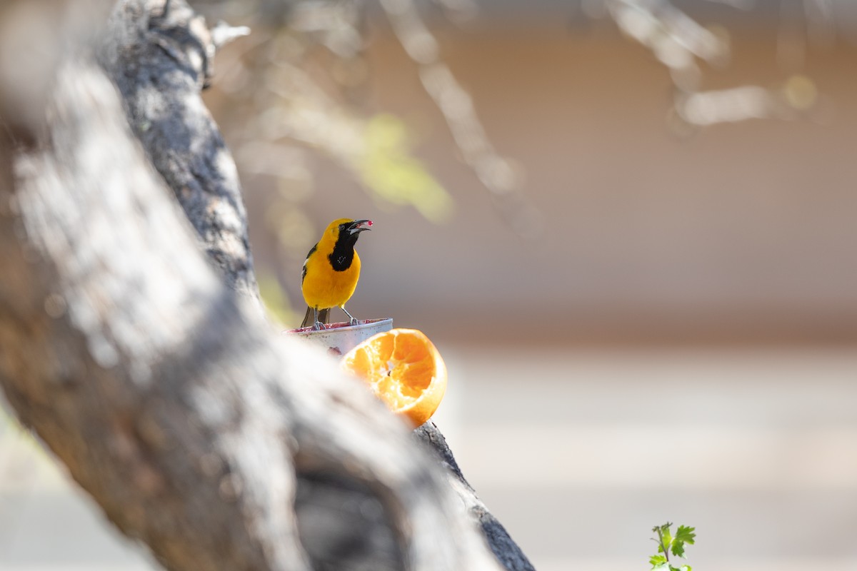 Hooded Oriole (nelsoni Group) - Michael Sadat